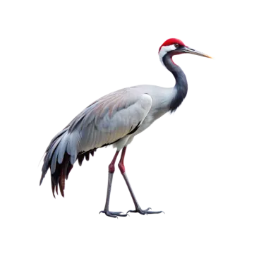 a grey and red bird standing on a white background