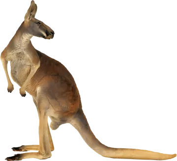 a kangaroo is standing on its hinds