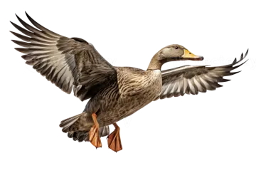a duck in flight with its wings spread
