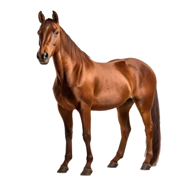 a brown horse standing in front of a white background