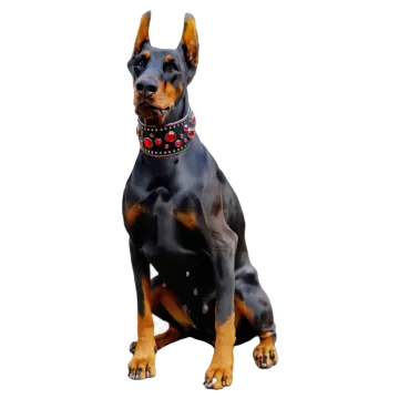 a black and brown dog with a red collar