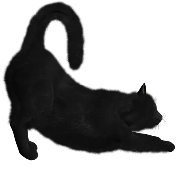 a black cat is laying on its back