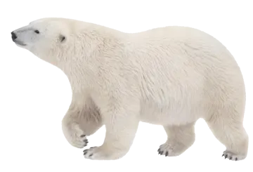 a polar bear on a white background