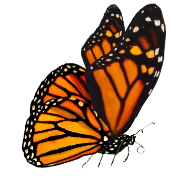 two monarch butterflies on a white background