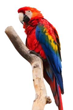 a red and yellow parrot perched on a branch