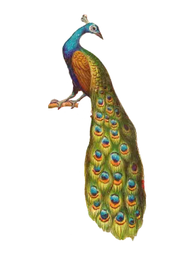 a drawing of a peacock on a white background