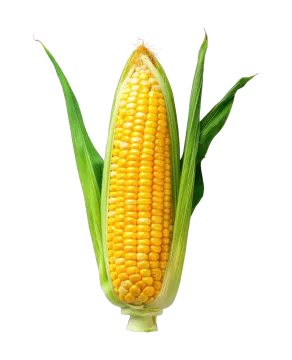 a corn on a white background
