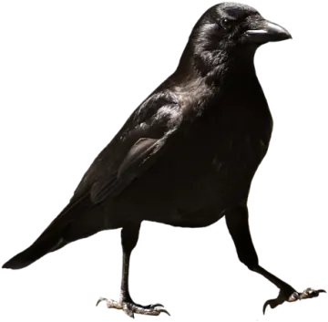a black bird on a white background
