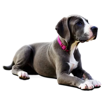 a gray and white dog laying down on the ground