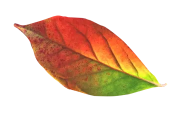 a red and green leaf on white background