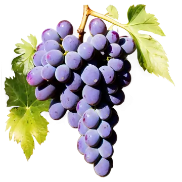 a bunch of grapes on a white background