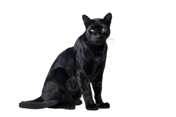 a black cat sitting on a white background