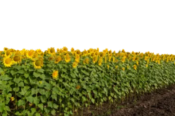 a field of sunflowers