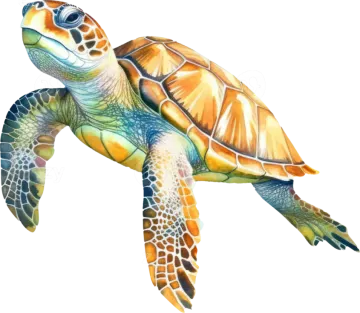 a green sea turtle on a white background