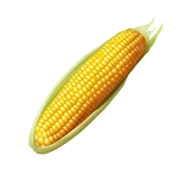 a corn on a white background