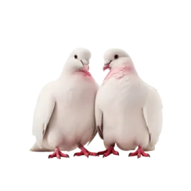 two white birds standing next to each other birds