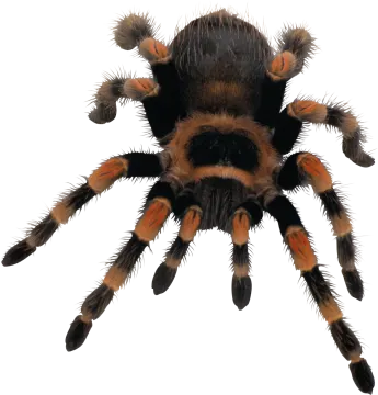 a tara spider on a white background