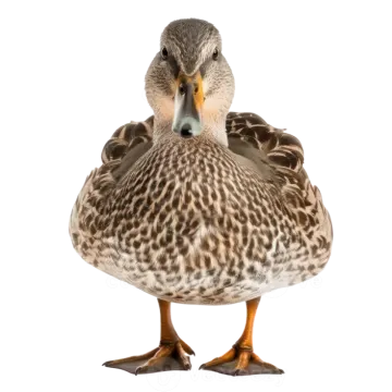 a duck standing in front of a white background