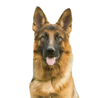 a brown and black dog