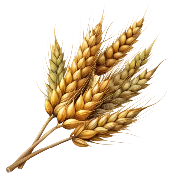 a bunch of wheat on a white background