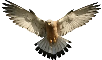 an image of a bird with its wings spread