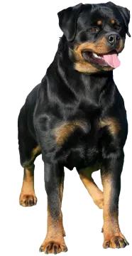 a black and brown dog with its tongue out