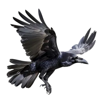 a black bird is flying in the air