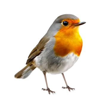 a small bird standing on a white surface