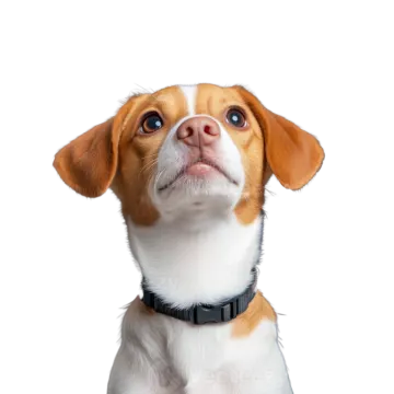 a small dog looking up at the camera