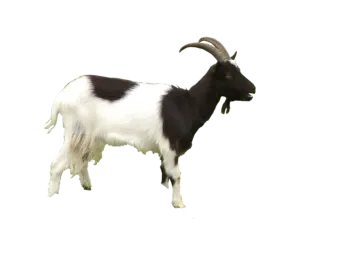 a black and white goat on a white background