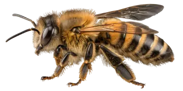 a bee on a white background