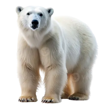 a polar bear standing up against a white background