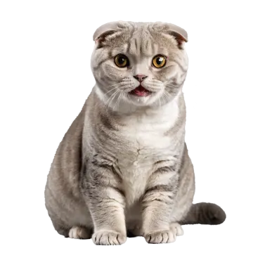 a gray and white cat sitting on the floor
