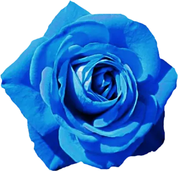a blue rose on a white background