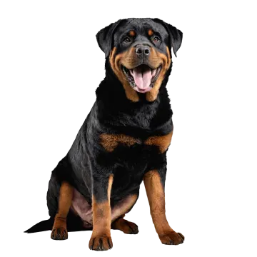 a large black and brown dog sitting down