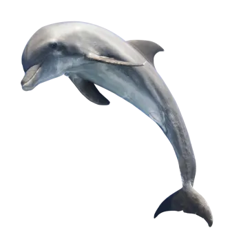 a dolphin jumping in the air on a white background