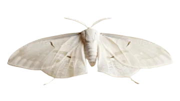 a moth on a white background