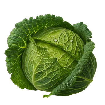 a head of cabbage on a white background