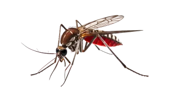 a mosquito on a white background