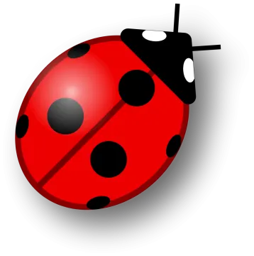 a lady bug on a white background