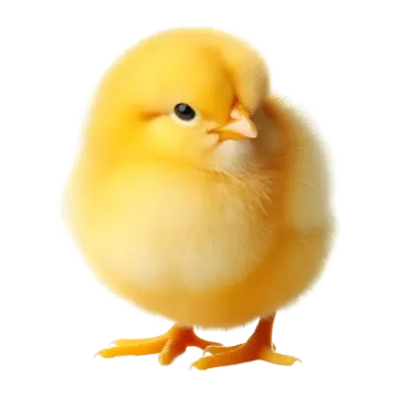a small yellow chicken on a white background