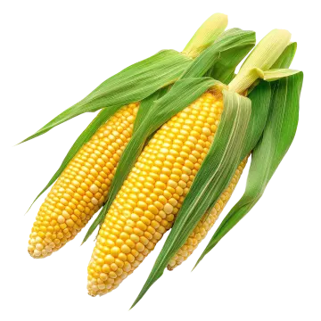 two ears of corn on white background