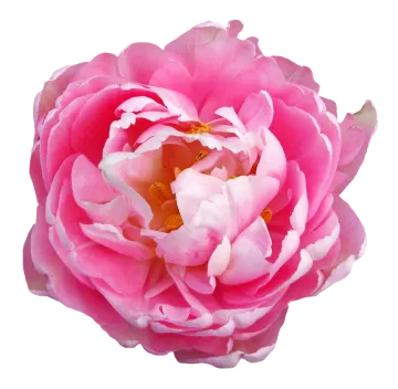 a pink flower on a white background