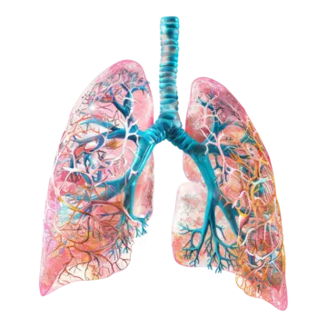 a model of the lungs