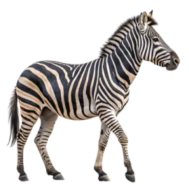a zebra walking across a white background