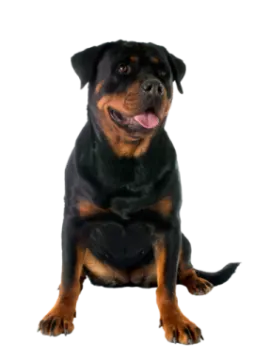 a black and brown dog sitting on a white background