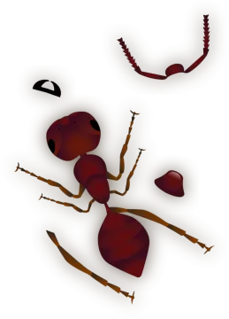 A drawing of an ant on a white background