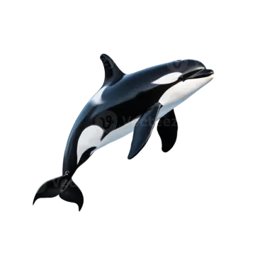 an orca jumping in the air on a white background