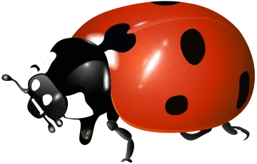 a ladybug on a white background
