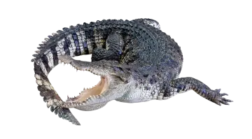 a crocodile with its mouth open in the air